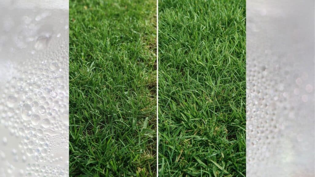 Comparison of scalped lawn versus properly maintained grass height