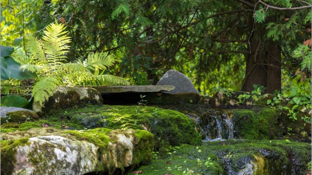 native plant shade garden with layered planting and groundcover