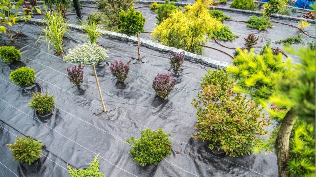 correct planting depth and spacing for native plants root ball level with soil